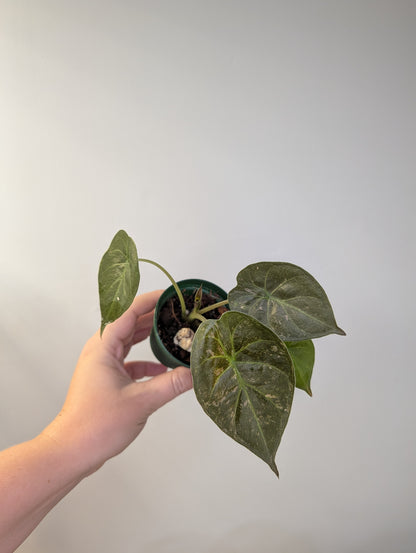 Alocasia wenti silver pink