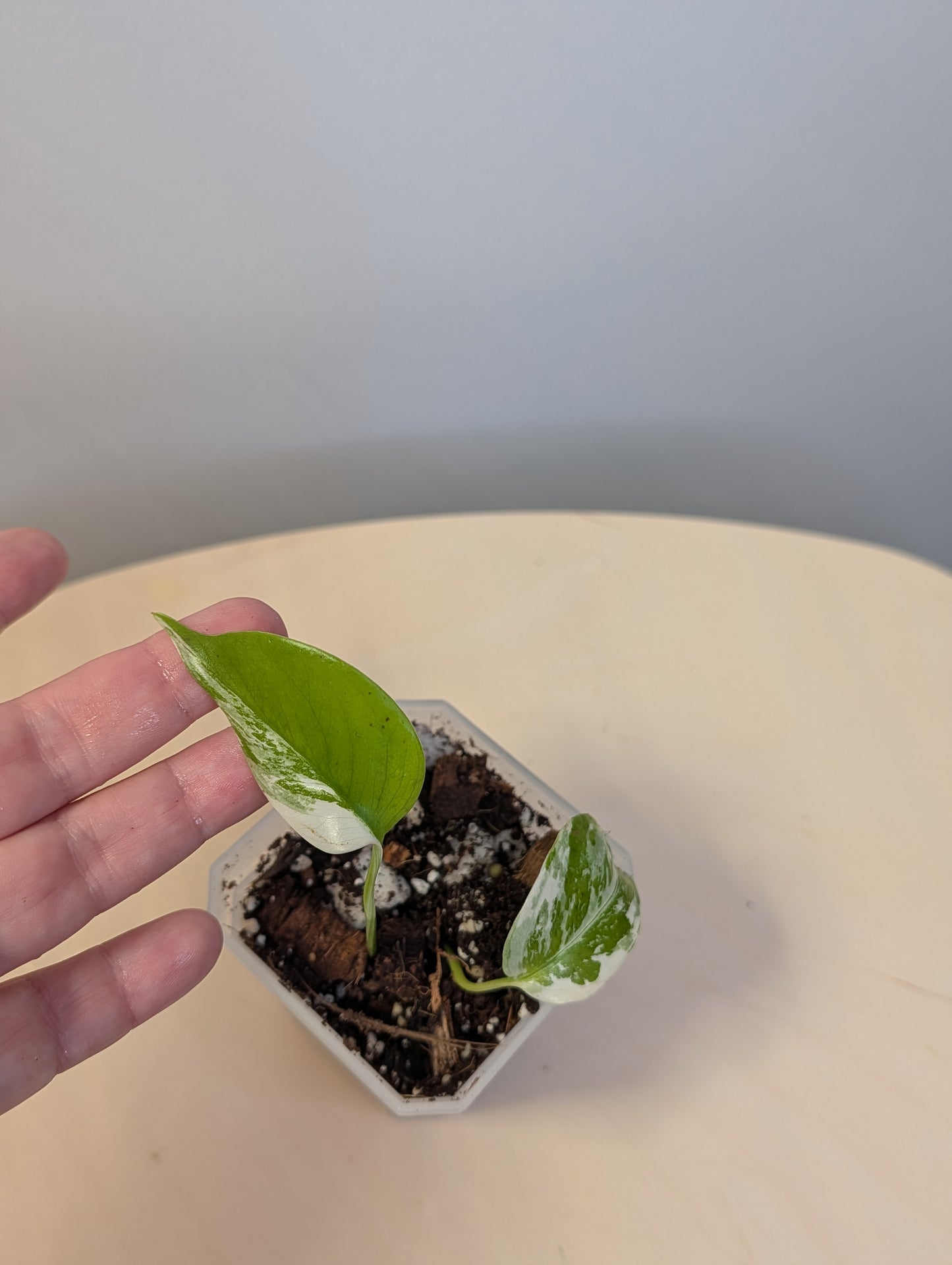 Monstera albo variegated