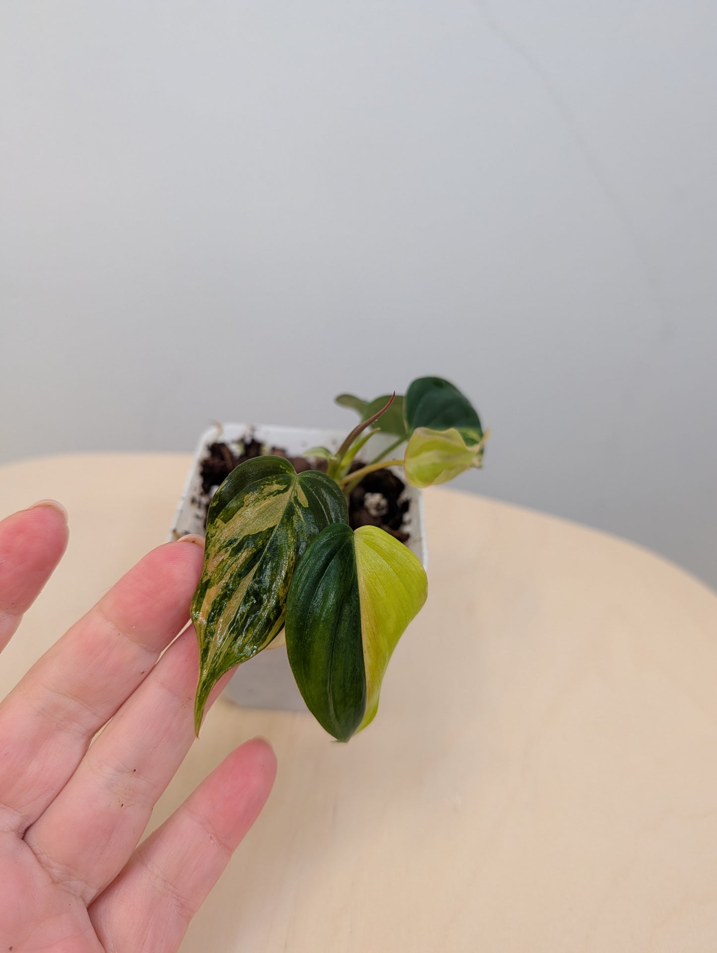 Philodendron Micans  variegated