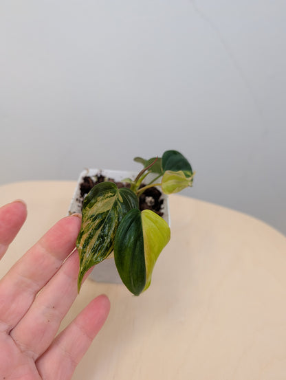 Philodendron Micans  variegated