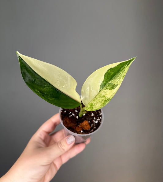 Aglaonema Siam Jade albo variegated / rare