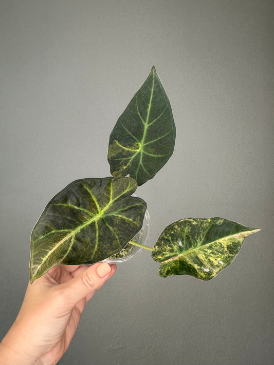 Alocasia regal shield aurea variegated