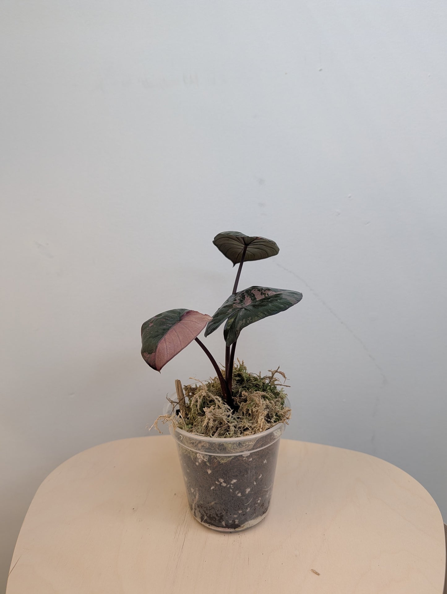 Alocasia serendipity rose panaché