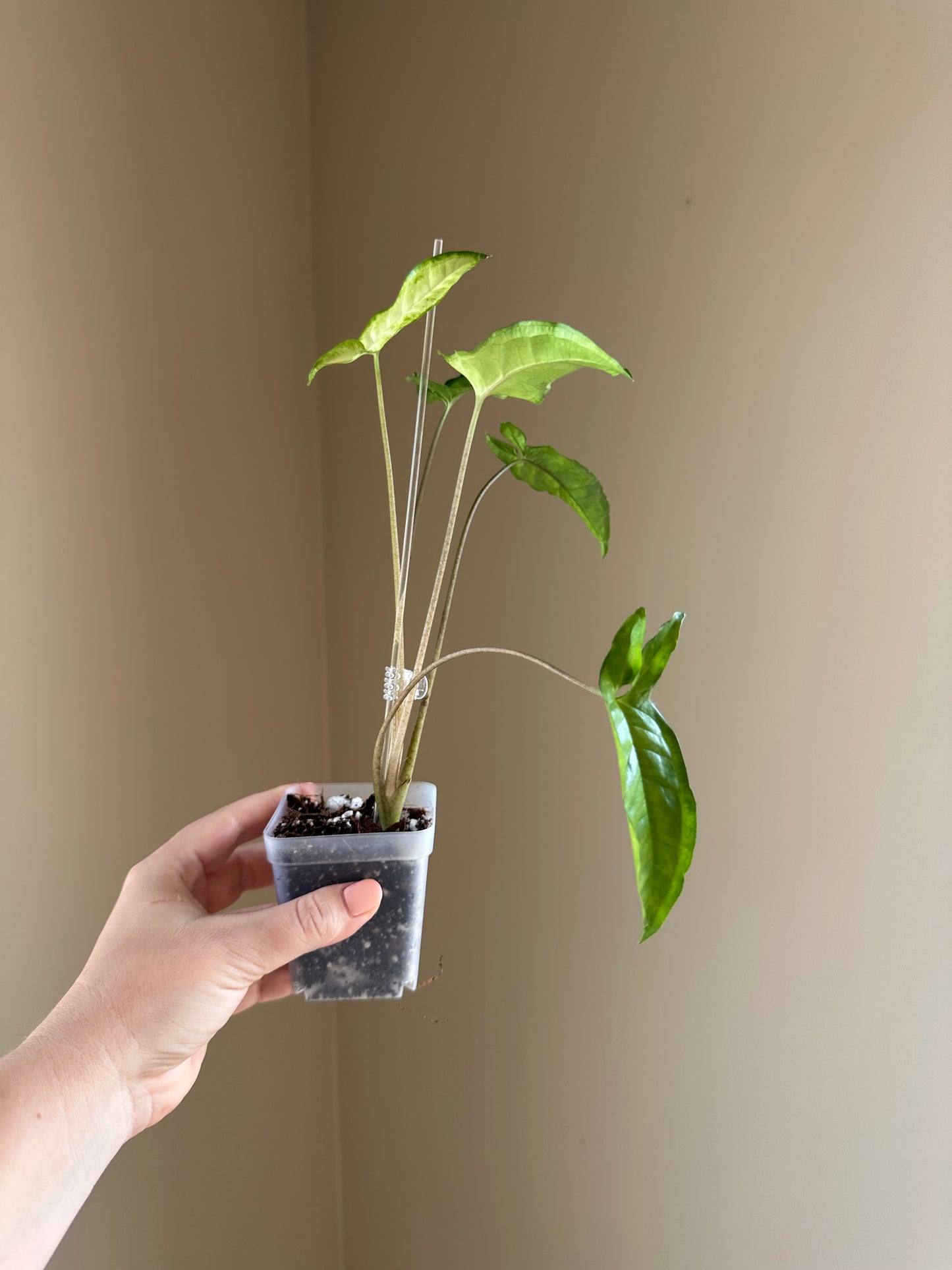 Syngonium angustatum
