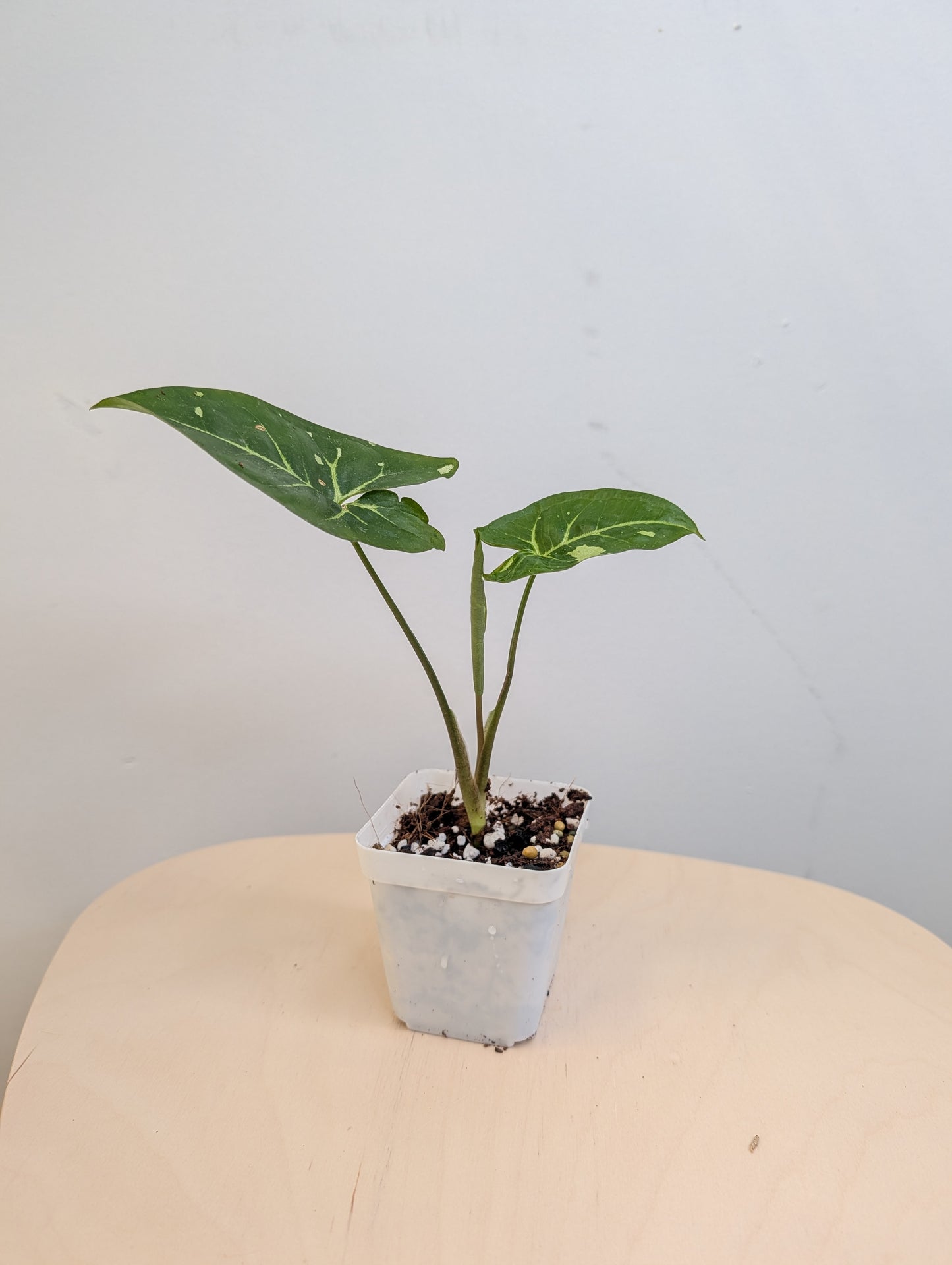 Syngonium panda galaxy