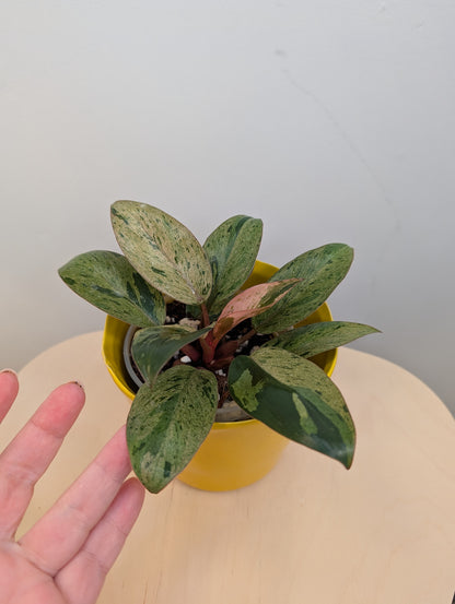 Philodendron green Congo mint variegated dwarf