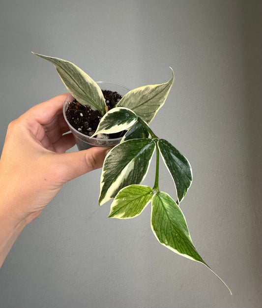 Hoya Polyneura albo variegated