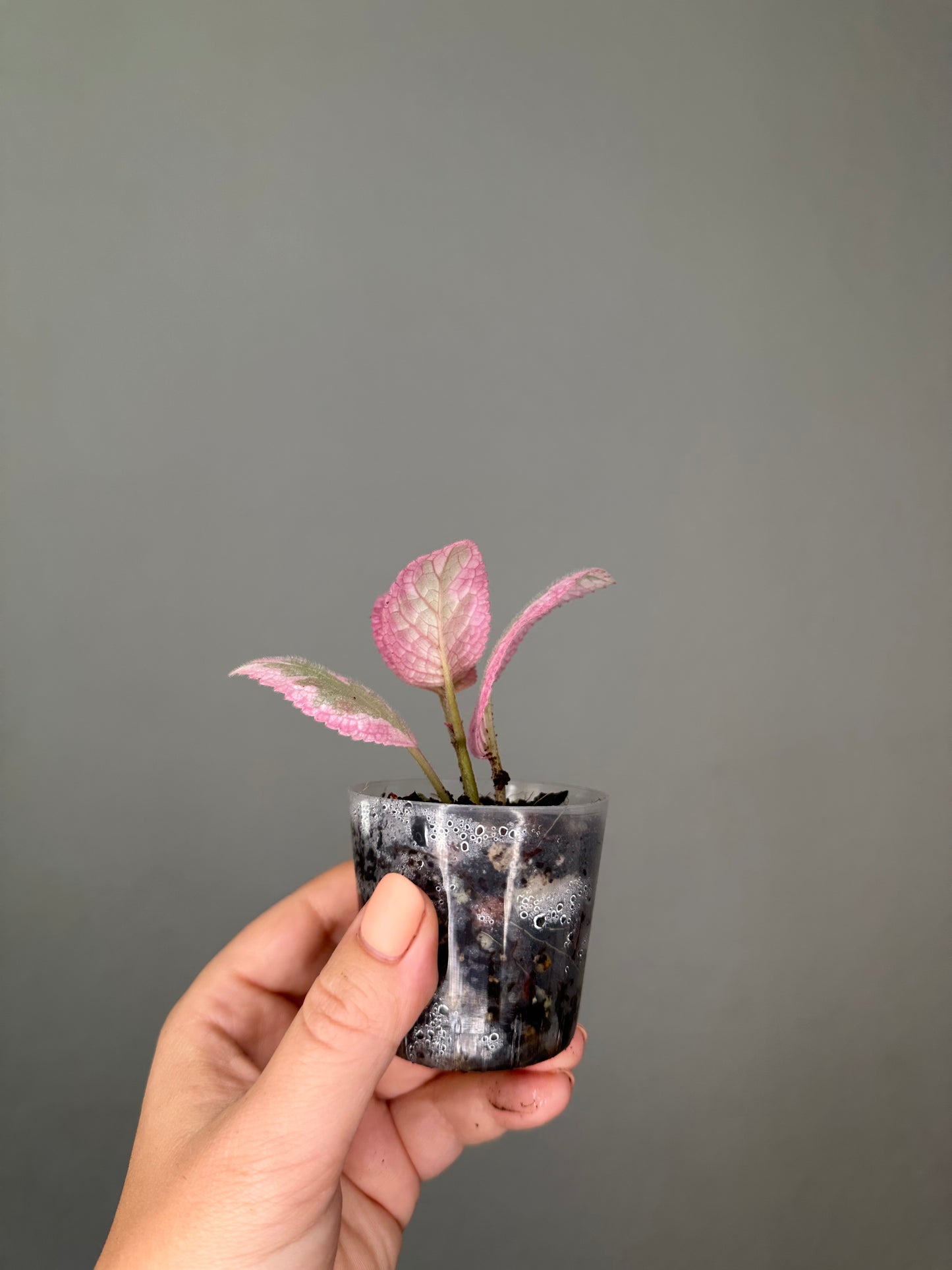 Episcia pink smoke