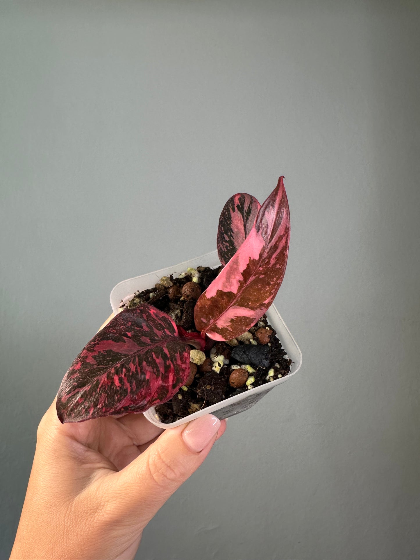 Philodendron pink princess galaxy variegated