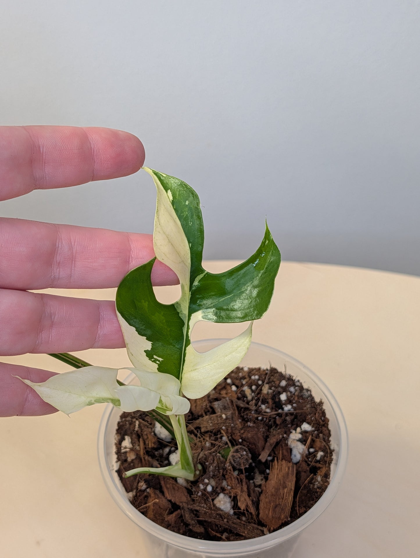 Raphidophora tetrasperma albo variegated