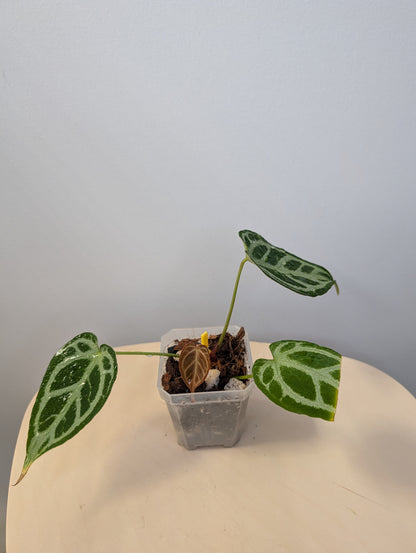 Anthurium crystallinum silver/ homegrown in Toronto 🇨🇦