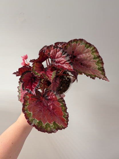 Begonia Cherry Field