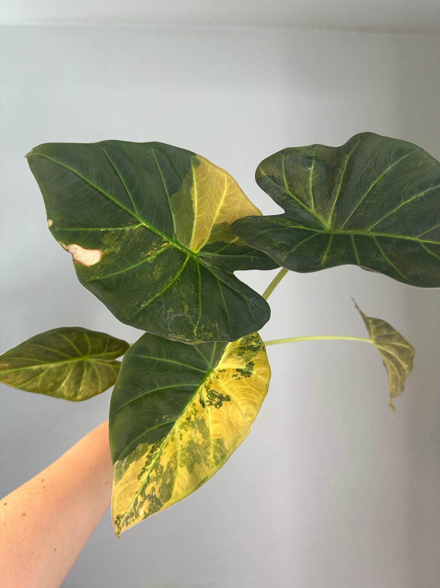 Alocasia regal shield variegated
