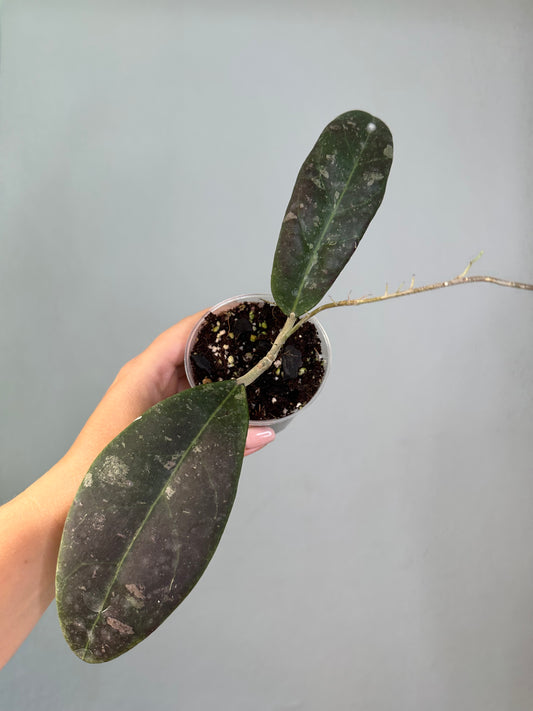 Hoya Rintzii Borneo