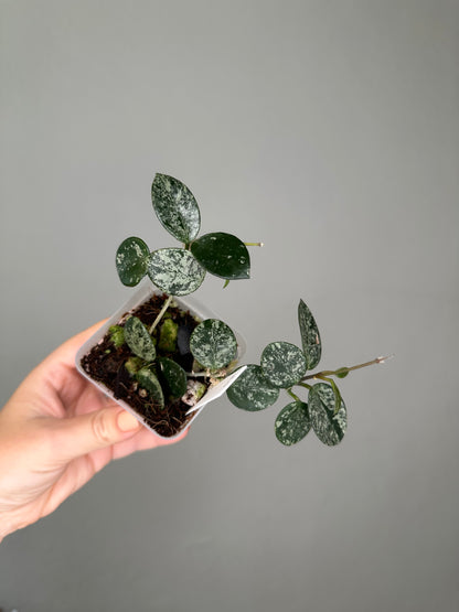 Hoya Mathilde silver splash 🩶 / two cuttings in a pot
