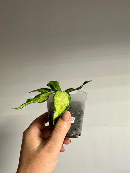 Hoya Polyneura inner variegated / first photo - mother plant