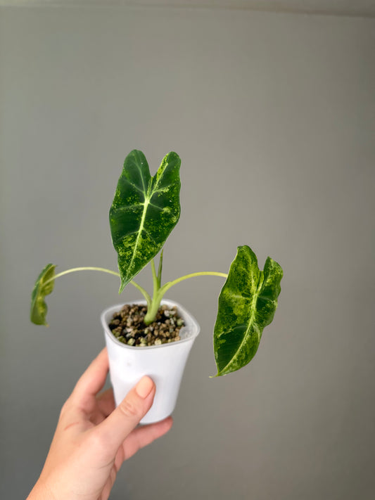 Alocasia Frydek aurea variegated / not albo, uncommon color