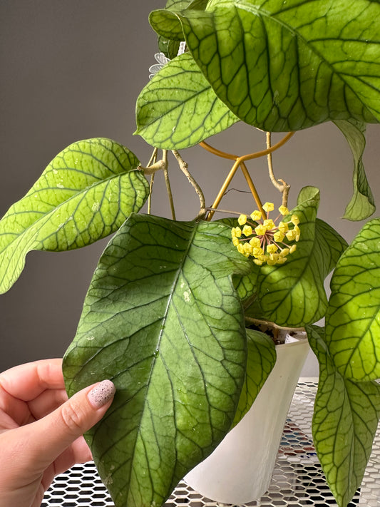Hoya meredithii / first photo - mother plant