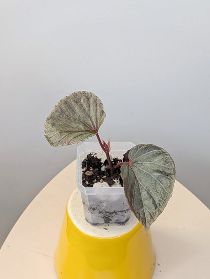 Begonia Silver Suede