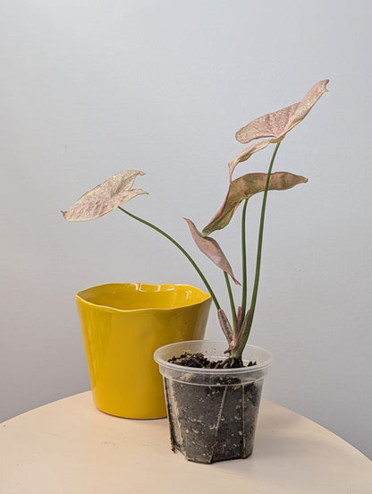 Syngonium pink mosaic