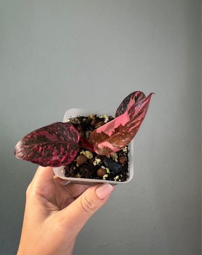 Philodendron pink princess galaxy variegated