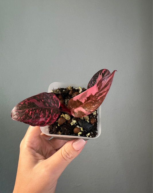 Philodendron pink princess galaxy variegated