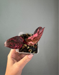 Philodendron pink princess galaxy variegated