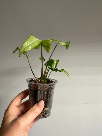 Syngonium three kings