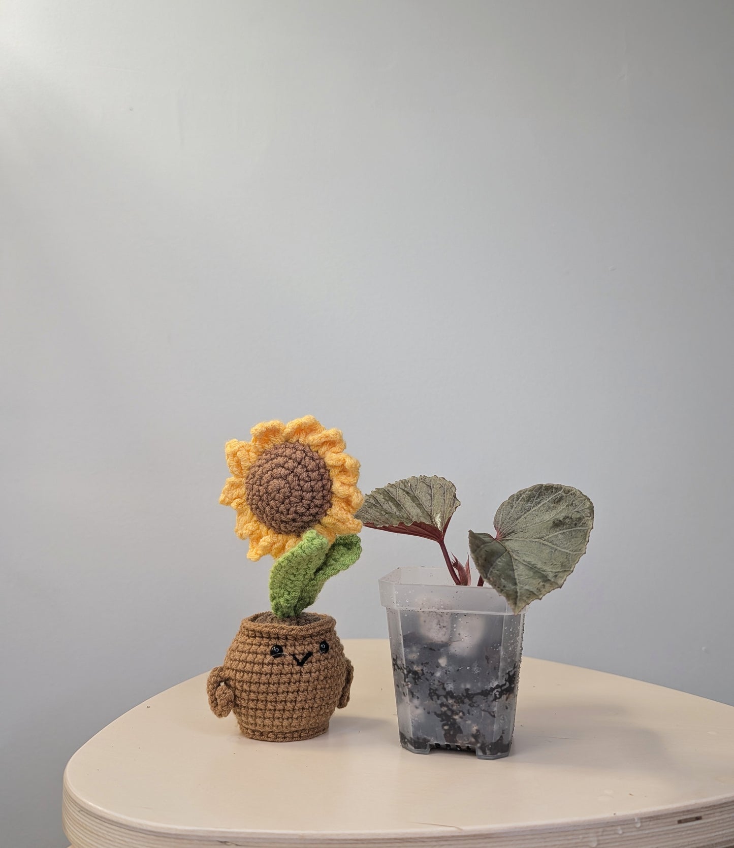 Begonia Silver Suede