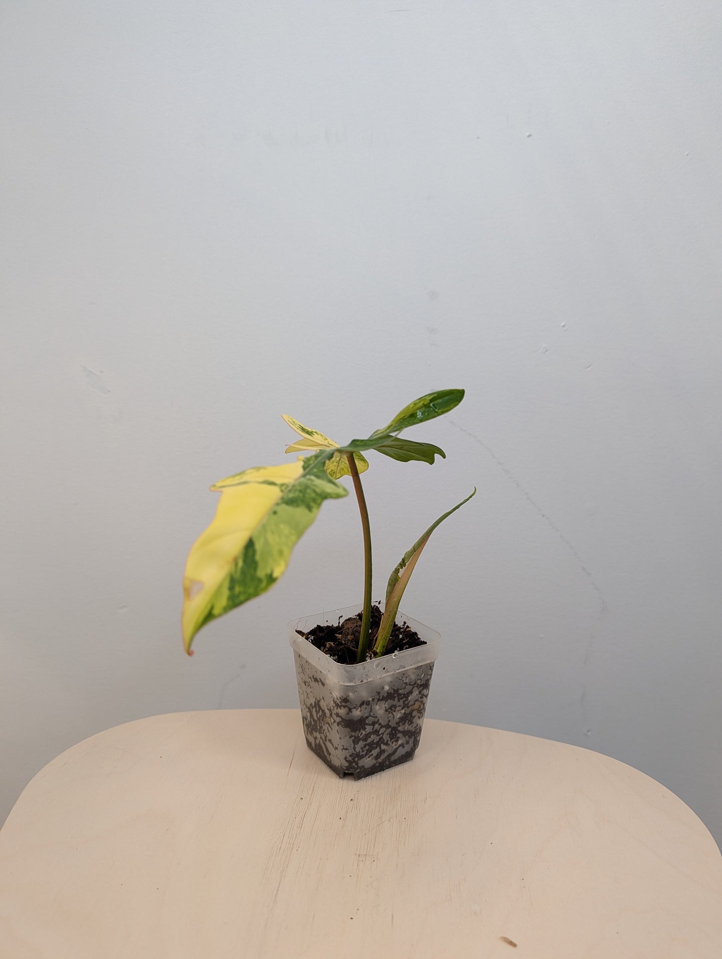 Philodendron Florida & Tortum variegated