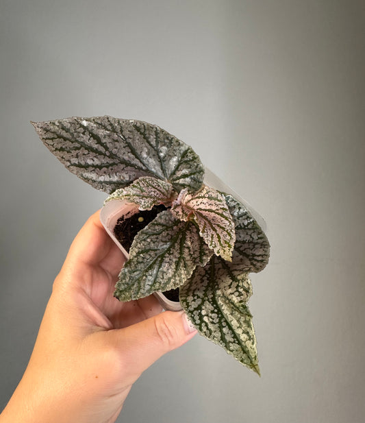 Begonia Maurice Amey