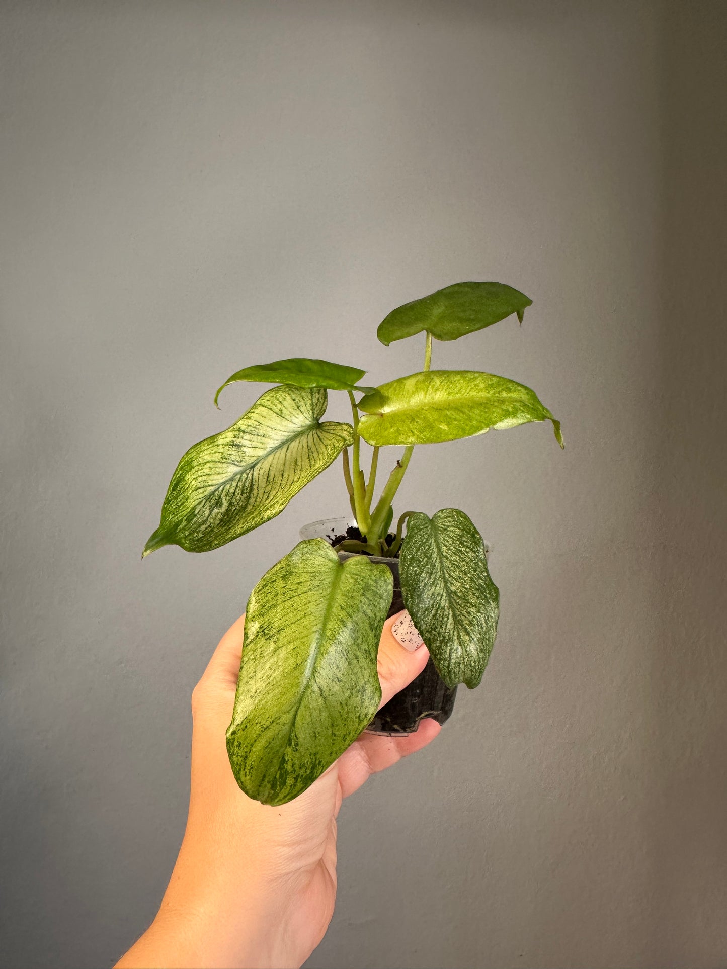 Philodendron Paraiso verde mint variegated 🦄