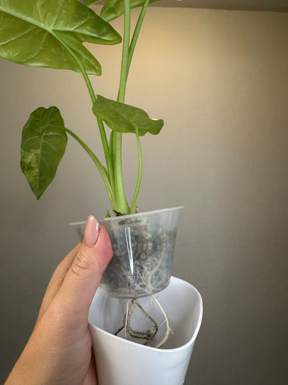 Alocasia acuminata variegated/ has THREe corms and baby / uncommon alocasia 🦄