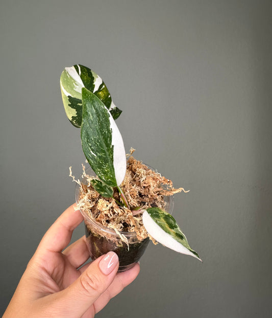 Philodendron white wizard
