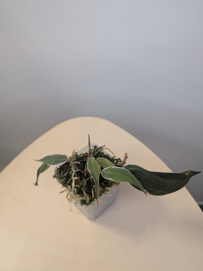 Philodendron Micans Halo / sparkling variegated leaves