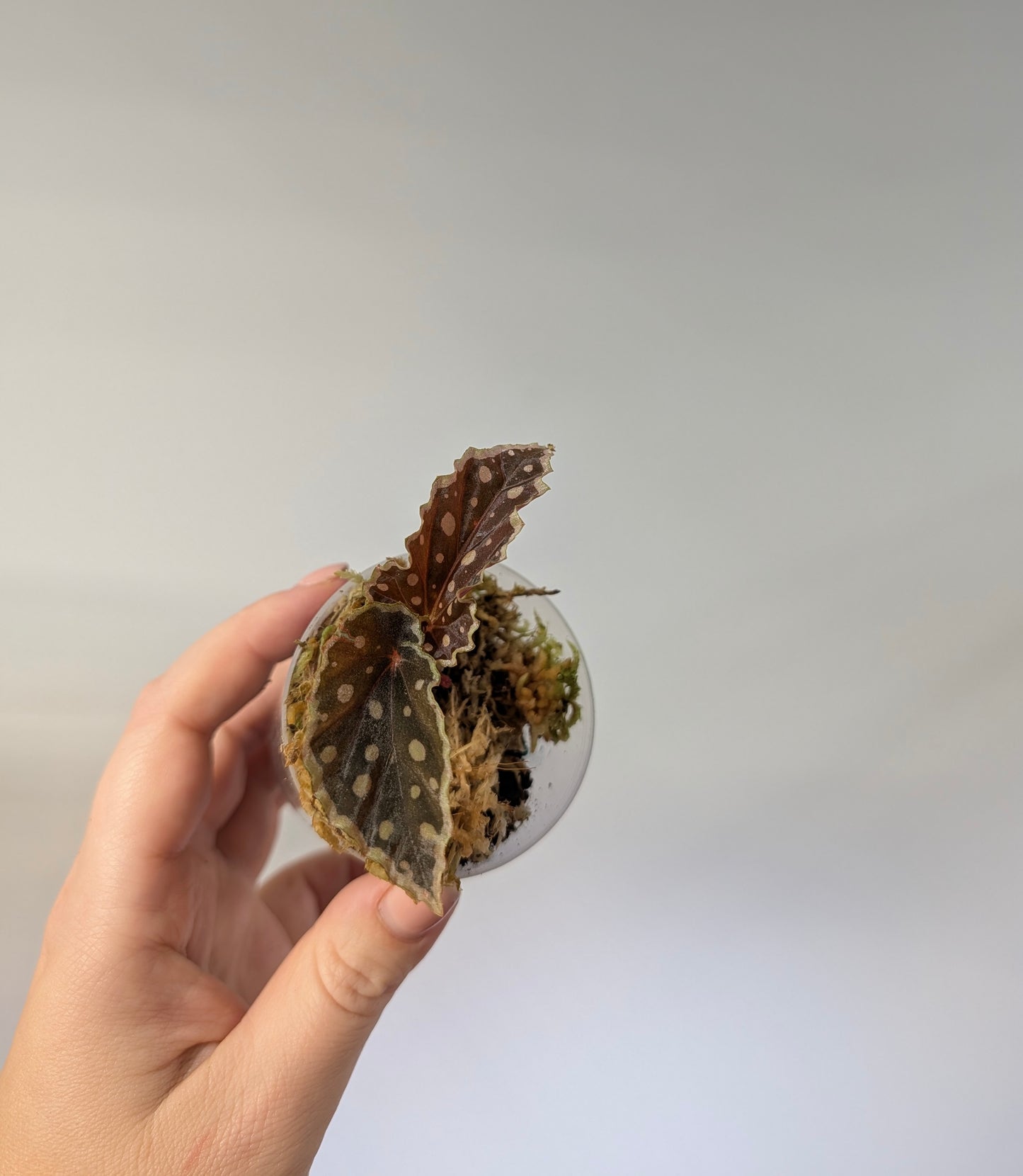 Begonia Dinhdui & Umbellata