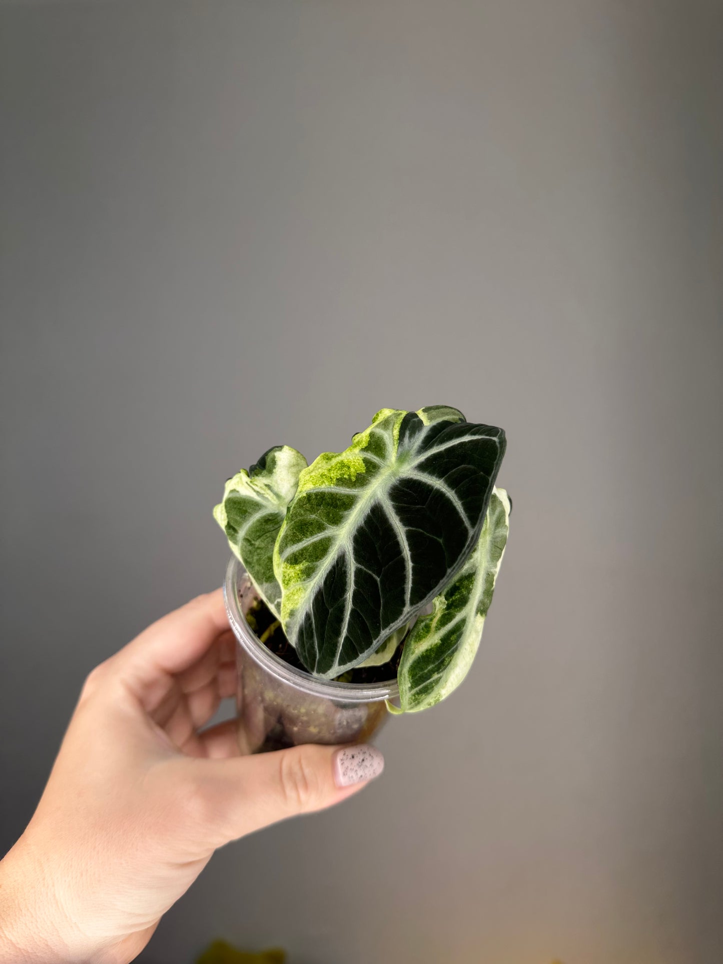 Alocasia ninja variegated