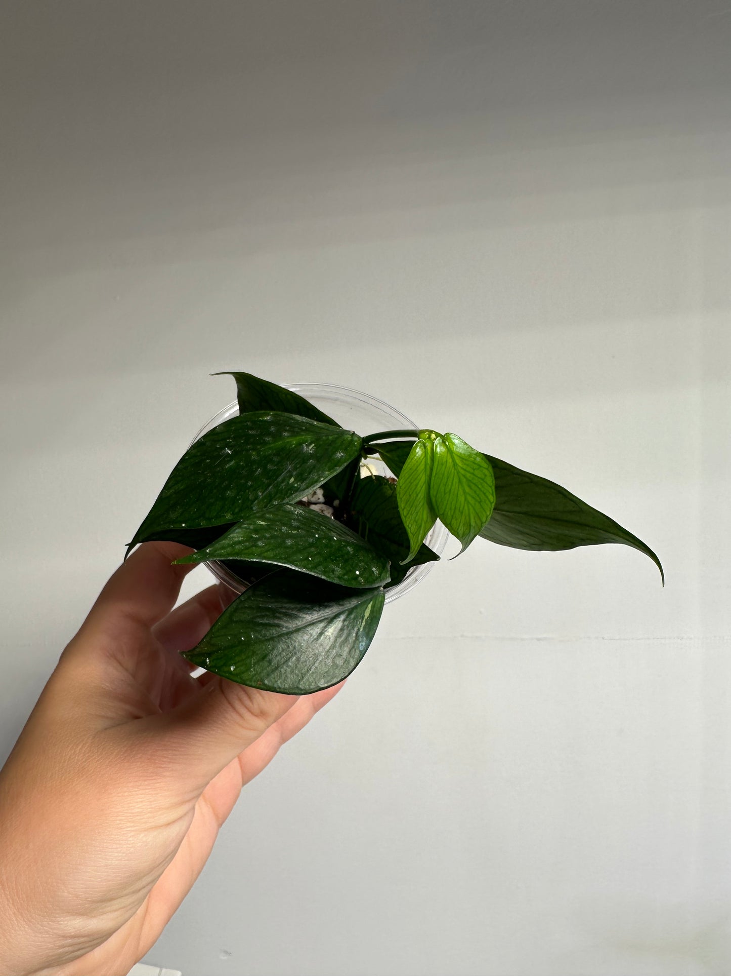 Hoya Polyneura
