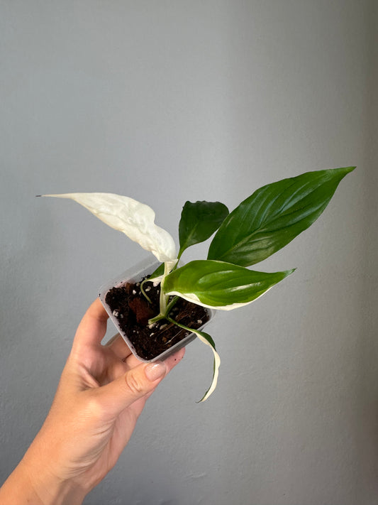 Spathyphillum Picasso