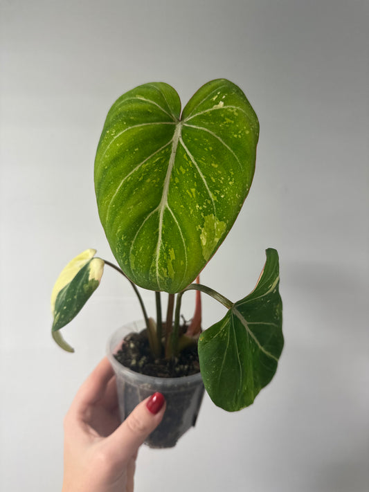 Philodendron gloriosum tricolor variegated