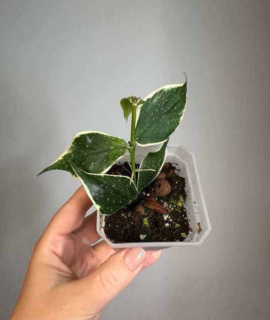 Hoya Polyneura albo variegated