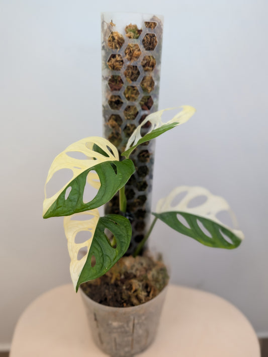 Monstera adansonii albo