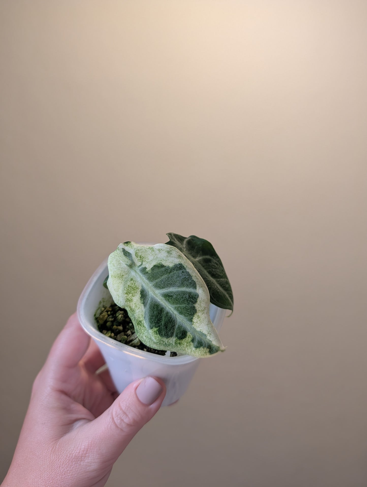 Alocasia ninja variegated