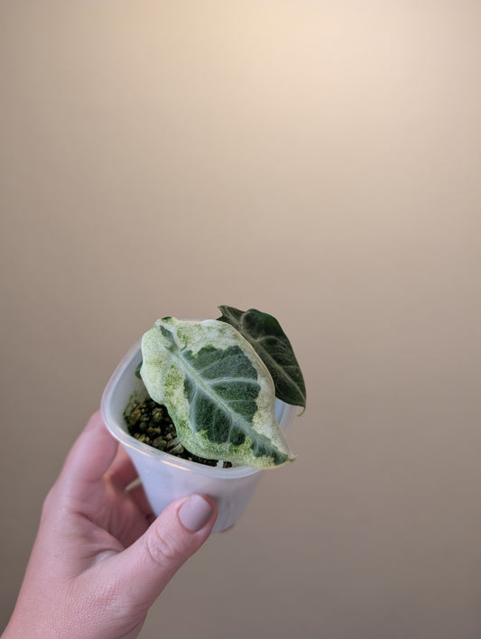 Alocasia ninja variegated