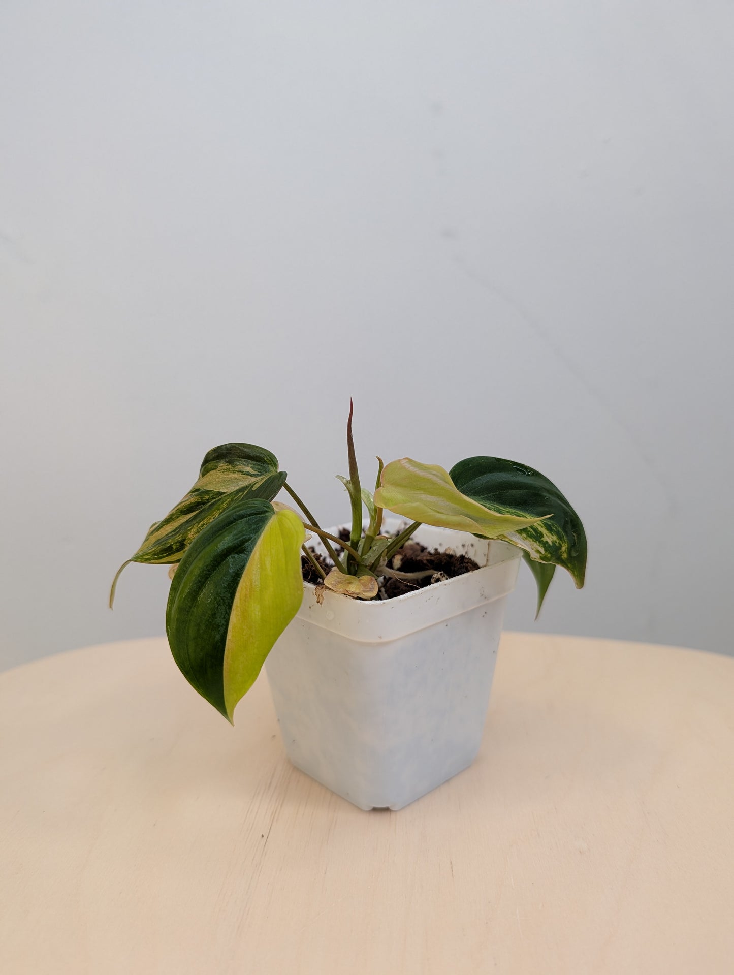 Philodendron Micans  variegated