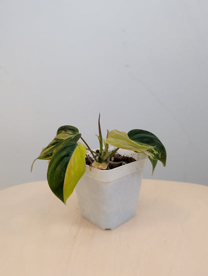 Philodendron Micans  variegated