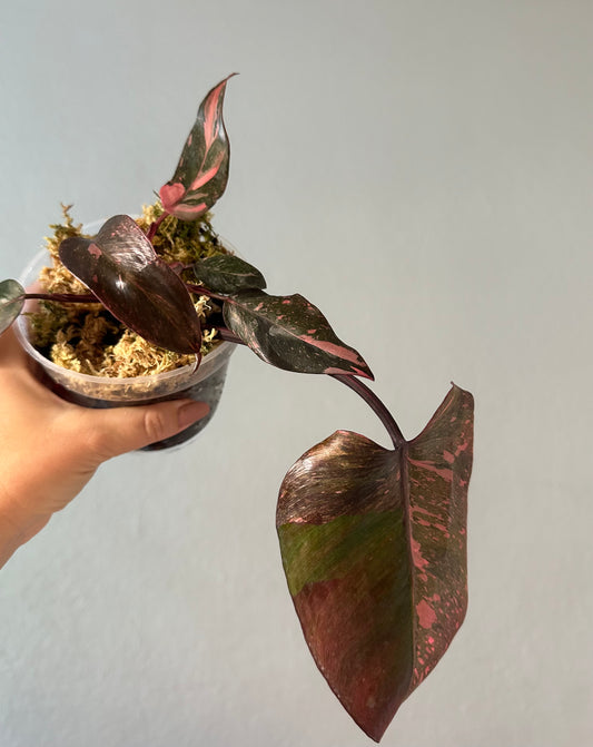 Philodendron pink princess galaxy variegated
