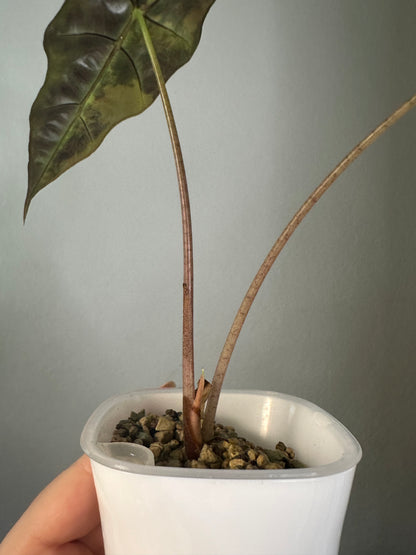 Alocasia  sanderiana bull aurea variegated 🦄