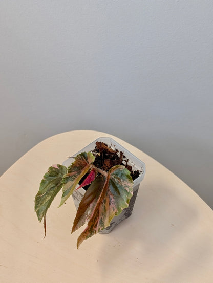 Begonia Ginny Galaxy variegated