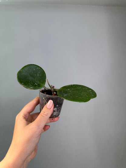 Hoya obovata splash